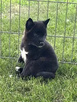 Onyx , a female American Eskimo and Shiba Inu for sale in Maynard, MN – 3 of 6