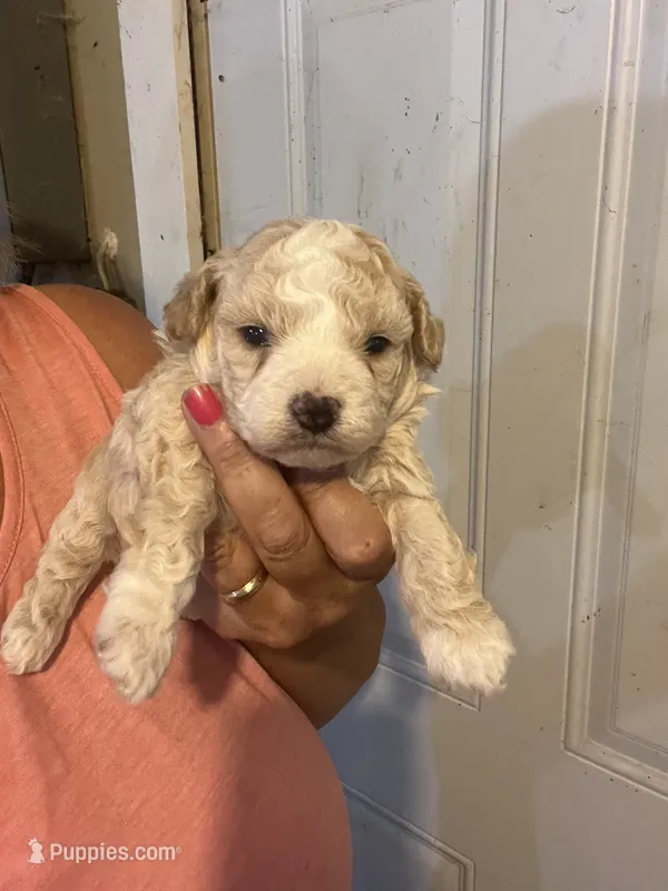 Sadie – Maltese, Poodle - Toy  puppy for sale in Maynard, MN