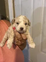 Spike, a male Maltese and Poodle - Toy  for sale in Maynard, MN – 1 of 3