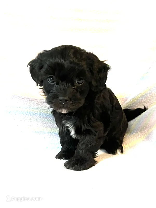 Jasmine – Shihpoo puppy for sale in Maynard, MN