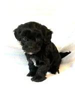 Jasmine, a female Shihpoo for sale in Maynard, MN – 1 of 7