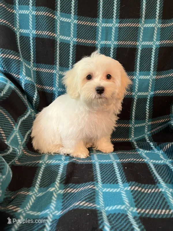Astro – Maltese, Mal Shi puppy for sale in Maynard, MN
