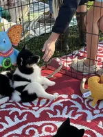 Oreo, a female Shiba Inu for sale in Maynard, MN – 6 of 9