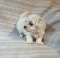 Bella, a female Maltese for sale in Maynard, MN – 2 of 9