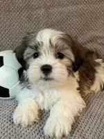Buddy, a male Maltese and Shih Tzu for sale in Maynard, MN – 2 of 9