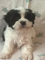 Kaden, a male Maltese and Shih Tzu for sale in Maynard, MN – 4 of 8