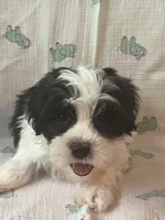 Kaden, a male Maltese and Shih Tzu for sale in Maynard, MN – 3 of 8