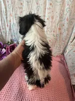 Cookie, a female Maltese and Mal Shi for sale in Maynard, MN – 4 of 4