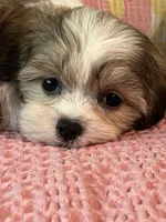 Snuggles, a female Maltese and Shih Tzu for sale in Maynard, MN – 4 of 7