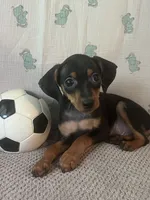 Jack, a male Miniature Pinscher for sale in Maynard, MN – 3 of 9
