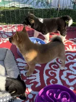 Shako, a male Shiba Inu for sale in Maynard, MN – 4 of 9