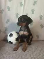 Jack, a male Miniature Pinscher for sale in Maynard, MN – 6 of 9