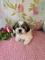 Mazie, a female Maltese and Shih Tzu for sale in Maynard, MN – 4 of 8