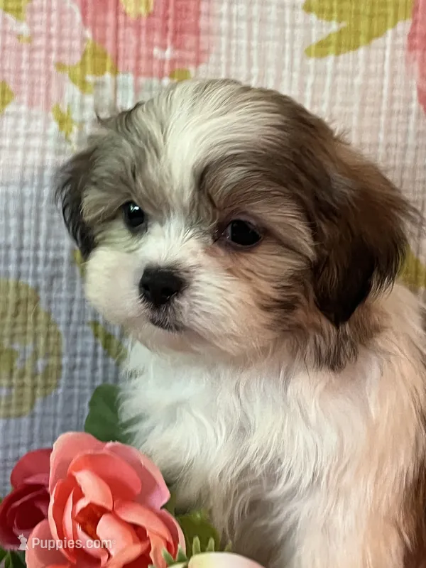 Snuggles – Maltese, Shih Tzu puppy for sale in Maynard, MN