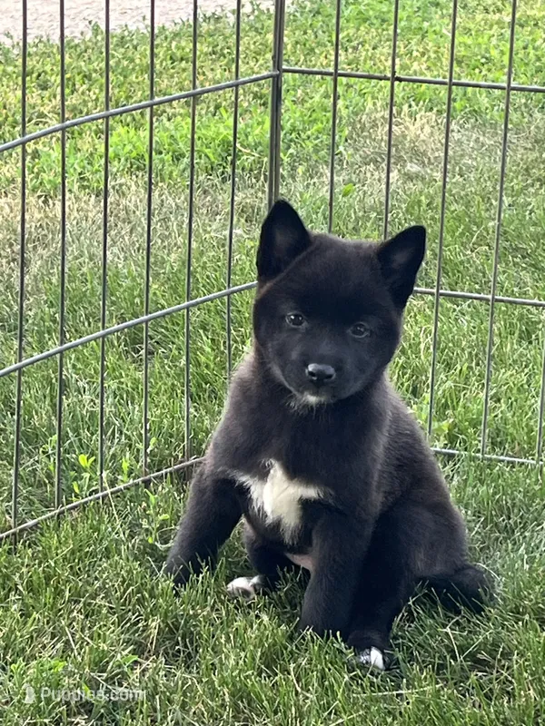 Onyx  – American Eskimo, Shiba Inu puppy for sale in Maynard, MN