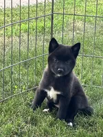 Onyx , a female American Eskimo and Shiba Inu for sale in Maynard, MN – 1 of 6
