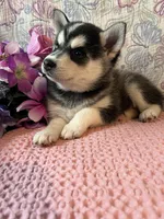 Skylar, a female Alaskan Klee Kai for sale in Maynard, MN – 8 of 10