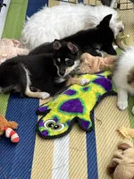 Spice Girl, a female Shiba Inu for sale in Maynard, MN – 2 of 6