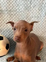 Fawn, a male Miniature Pinscher for sale in Maynard, MN – Photo 3 of 5