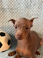 Fawn, a male Miniature Pinscher for sale in Maynard, MN – Photo 2 of 5