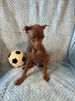 Fawn, a male Miniature Pinscher for sale in Maynard, MN – Photo 5 of 5