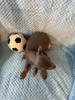 Fawn, a male Miniature Pinscher for sale in Maynard, MN – Photo 4 of 5