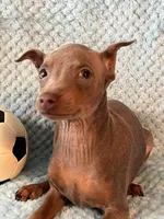 Fawn, a male Miniature Pinscher for sale in Maynard, MN – Photo 1 of 5