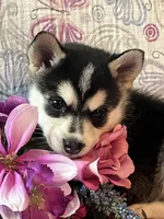 Skylar, a female Alaskan Klee Kai for sale in Maynard, MN – 1 of 10