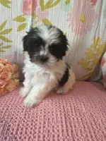 Mindy, a female Maltese and Shih Tzu for sale in Maynard, MN – 8 of 9