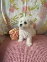 Bindy, a female Maltese and Shih Tzu for sale in Maynard, MN – 2 of 9