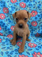 Daisey, a female Miniature Pinscher for sale in Maynard, MN – 4 of 6