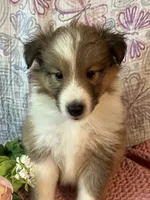 Rosia , a female Shetland Sheepdog for sale in Maynard, MN – 5 of 9