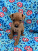 Daisey, a female Miniature Pinscher for sale in Maynard, MN – 3 of 6