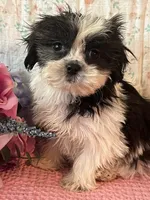 Cookie, a female Maltese and Mal Shi for sale in Maynard, MN – 2 of 4