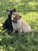 Coal, a male Shiba Inu for sale in Maynard, MN – 4 of 7