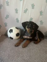 Jack, a male Miniature Pinscher for sale in Maynard, MN – 5 of 9
