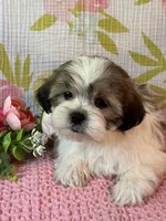 Mazie, a female Maltese and Shih Tzu for sale in Maynard, MN – 6 of 8