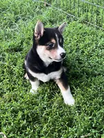 Smokey, a male Shiba Inu for sale in Maynard, MN – 5 of 5