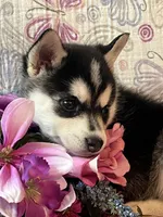 Skylar, a female Alaskan Klee Kai for sale in Maynard, MN – 2 of 10