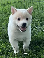Ollie, a male Shiba Inu for sale in Maynard, MN – 4 of 6
