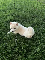 White Rose, a female Shiba Inu for sale in Maynard, MN – 3 of 6