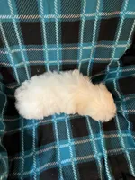 Astro, a male Maltese and Mal Shi for sale in Maynard, MN – 8 of 8