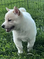 Ollie, a male Shiba Inu for sale in Maynard, MN – 3 of 6