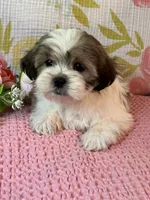 Mazie, a female Maltese and Shih Tzu for sale in Maynard, MN – 5 of 8