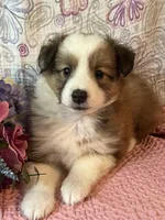 Shwazie, a female Shetland Sheepdog for sale in Maynard, MN – 6 of 8
