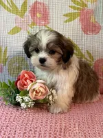 Snuggles, a female Maltese and Shih Tzu for sale in Maynard, MN – 7 of 7