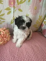 Mindy, a female Maltese and Shih Tzu for sale in Maynard, MN – 6 of 9