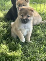 Teddy, a male Shiba Inu for sale in Maynard, MN – 5 of 8