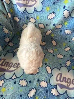 Oliver, a male Maltipoo and Maltese for sale in Maynard, MN – 3 of 6