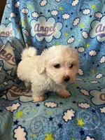 Oliver, a male Maltipoo and Maltese for sale in Maynard, MN – 2 of 6